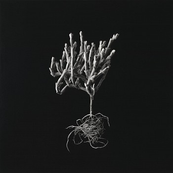 h. serfontein. rushia crassa