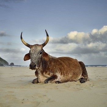 xhosa nguni cow sitting on the shore. mpande eastern cape south africa 10 january 2019. gkac