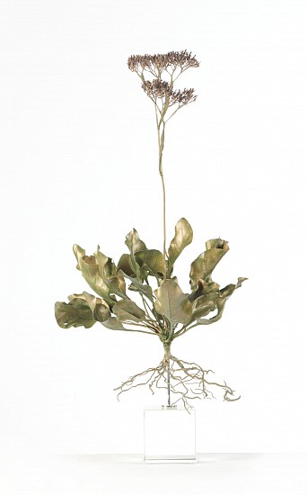 Nic Bladen, Limonium Perezii
bronze unique